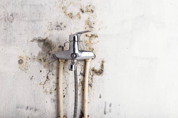 Best Mold Testing  in Westwood, NJ