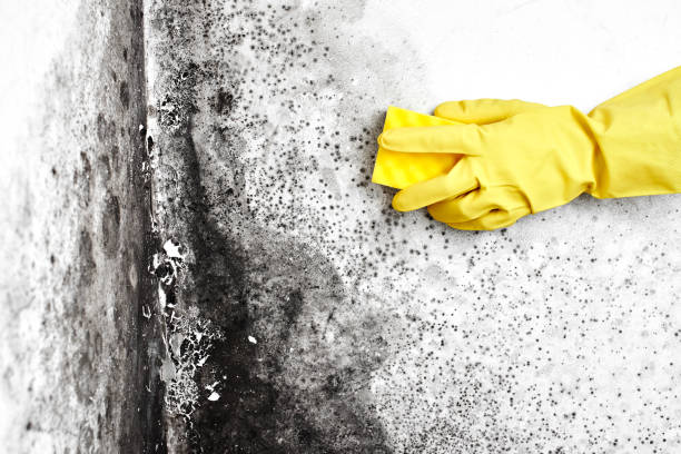 Best Crawl Space Mold Removal  in Westwood, NJ