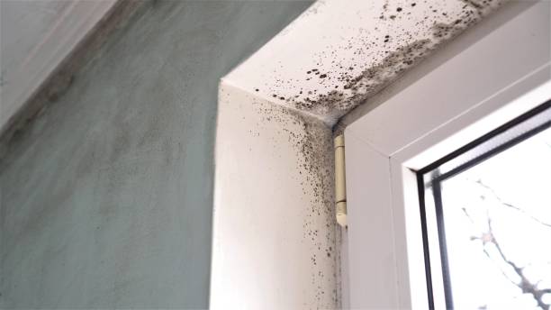 Best Mold Damage Repair  in Westwood, NJ