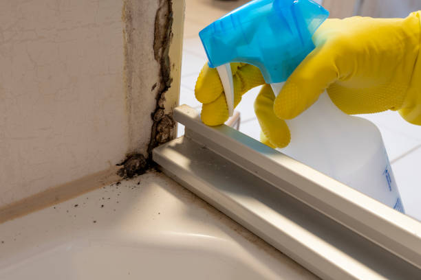 Best Home Mold Removal  in Westwood, NJ