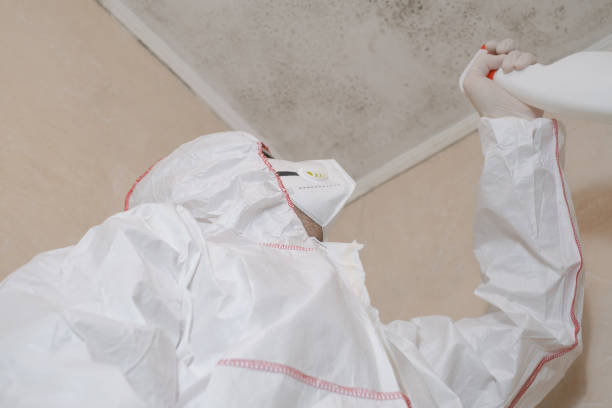 Best Professional Mold Removal  in Westwood, NJ