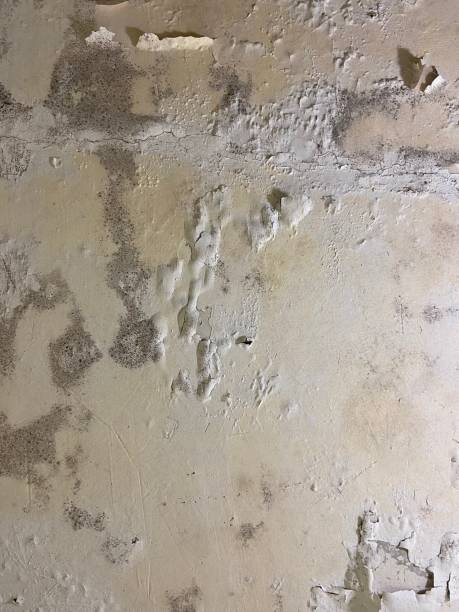 Best Black Mold Removal  in Westwood, NJ