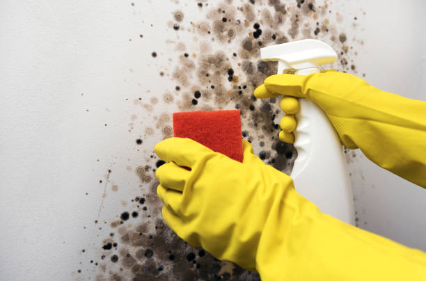 Best Commercial Mold Removal  in Westwood, NJ