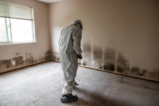 Best Fast Mold Removal  in Westwood, NJ