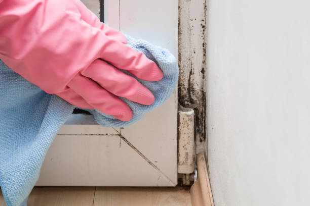 Best Mold Remediation  in Westwood, NJ