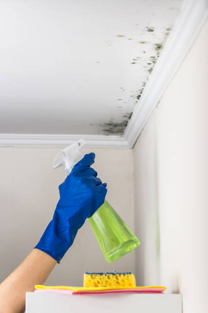 Best Residential Mold Removal  in Westwood, NJ